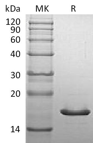 BL-1921NP: Greater than 95% as determined by reducing SDS-PAGE. (QC verified)