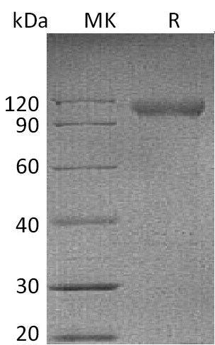 BL-0135NP: Greater than 95% as determined by reducing SDS-PAGE. (QC verified)