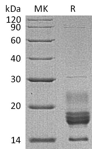 BL-1926NP: Greater than 95% as determined by reducing SDS-PAGE. (QC verified)