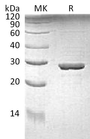 BL-2079NP: Greater than 95% as determined by reducing SDS-PAGE. (QC verified)