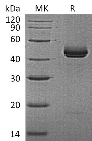 BL-1029NP: Greater than 95% as determined by reducing SDS-PAGE. (QC verified)