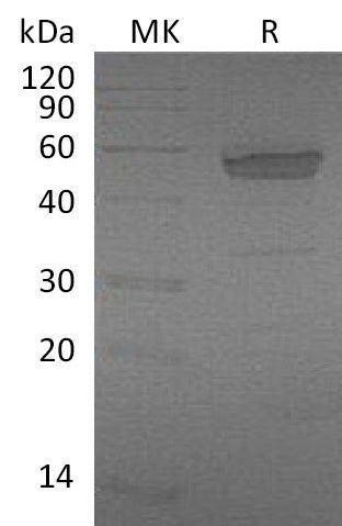 BL-0137NP: Greater than 95% as determined by reducing SDS-PAGE. (QC verified)