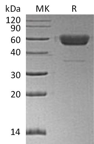 BL-0136NP: Greater than 95% as determined by reducing SDS-PAGE. (QC verified)