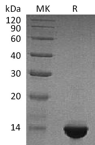 BL-1923NP: Greater than 95% as determined by reducing SDS-PAGE. (QC verified)