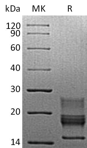 BL-1030NP: Greater than 95% as determined by reducing SDS-PAGE. (QC verified)