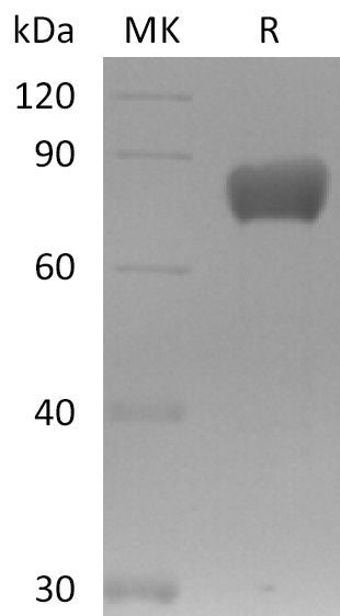 BL-0141NP: Greater than 95% as determined by reducing SDS-PAGE. (QC verified)