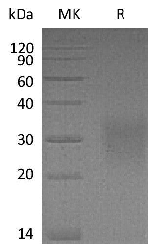 BL-1038NP: Greater than 95% as determined by reducing SDS-PAGE. (QC verified)