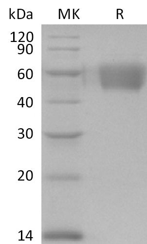 BL-1040NP: Greater than 95% as determined by reducing SDS-PAGE. (QC verified)