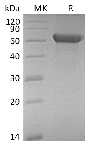 BL-0143NP: Greater than 95% as determined by reducing SDS-PAGE. (QC verified)