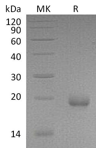 BL-1033NP: Greater than 95% as determined by reducing SDS-PAGE. (QC verified)