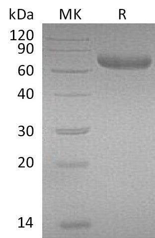 BL-0142NP: Greater than 95% as determined by reducing SDS-PAGE. (QC verified)