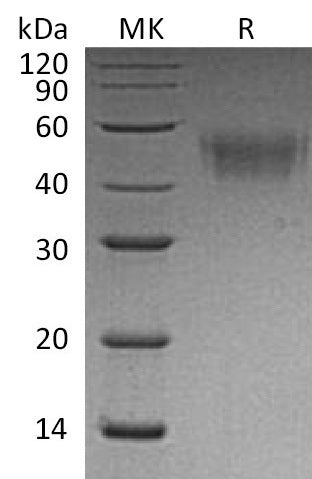 BL-2636NP: Greater than 95% as determined by reducing SDS-PAGE. (QC verified)