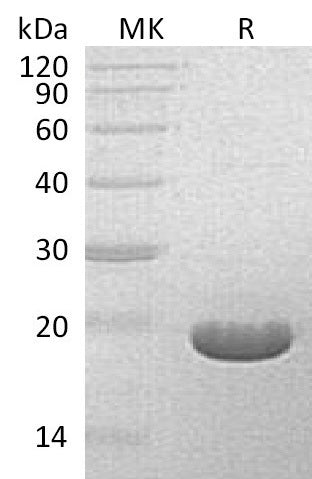 BL-1927NP: Greater than 95% as determined by reducing SDS-PAGE. (QC verified)