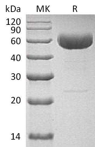 BL-1929NP: Greater than 95% as determined by reducing SDS-PAGE. (QC verified)