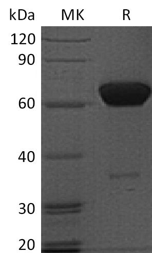 BL-0235NP: Greater than 95% as determined by reducing SDS-PAGE. (QC verified)