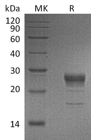 BL-1245NP: Greater than 90% as determined by reducing SDS-PAGE. (QC verified)