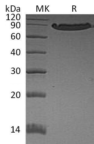 BL-0963NP: Greater than 95% as determined by reducing SDS-PAGE. (QC verified)