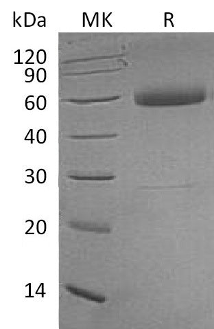 BL-0150NP: Greater than 95% as determined by reducing SDS-PAGE. (QC verified)