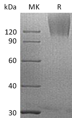 BL-1054NP: Greater than 95% as determined by reducing SDS-PAGE. (QC verified)