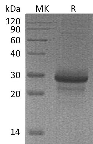 BL-1934NP: Greater than 90% as determined by reducing SDS-PAGE. (QC verified)