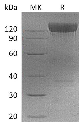 BL-0149NP: Greater than 95% as determined by reducing SDS-PAGE. (QC verified)