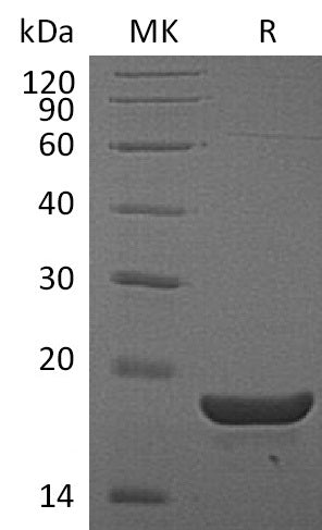 BL-1935NP: Greater than 95% as determined by reducing SDS-PAGE. (QC verified)