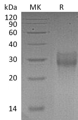 BL-1058NP: Greater than 95% as determined by reducing SDS-PAGE. (QC verified)