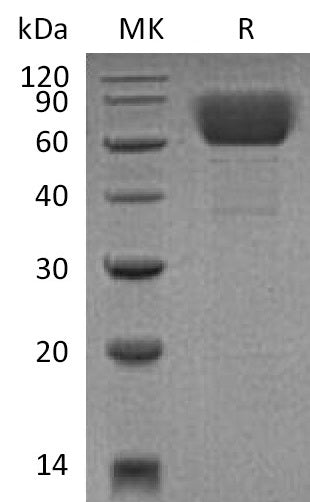 BL-2613NP: Greater than 95% as determined by reducing SDS-PAGE. (QC verified)