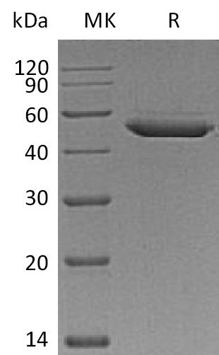 BL-2089NP: Greater than 95% as determined by reducing SDS-PAGE. (QC verified)