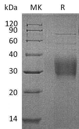 BL-1183NP: Greater than 95% as determined by reducing SDS-PAGE. (QC verified)