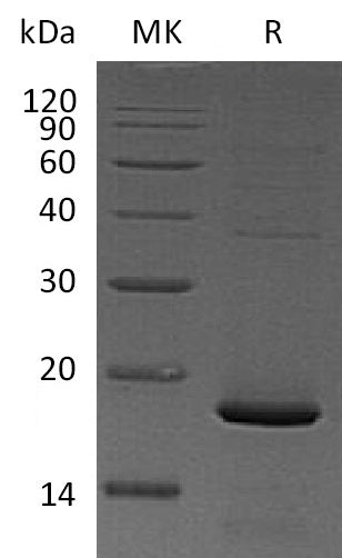 BL-1179NP: Greater than 95% as determined by reducing SDS-PAGE. (QC verified)