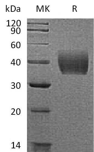 BL-1185NP: Greater than 95% as determined by reducing SDS-PAGE. (QC verified)