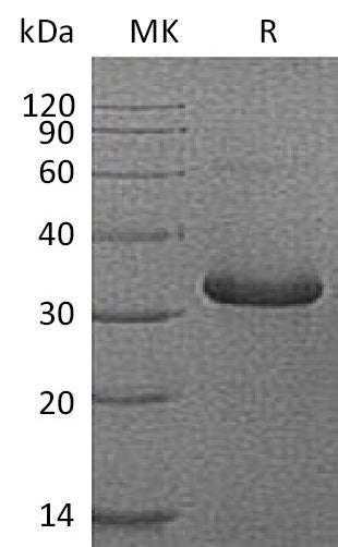 BL-1184NP: Greater than 95% as determined by reducing SDS-PAGE. (QC verified)