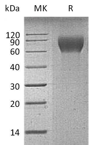 BL-1182NP: Greater than 90% as determined by reducing SDS-PAGE. (QC verified)