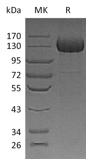 BL-1180NP: Greater than 85% as determined by reducing SDS-PAGE. (QC verified)