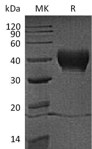 BL-1656NP: Greater than 95% as determined by reducing SDS-PAGE. (QC verified)