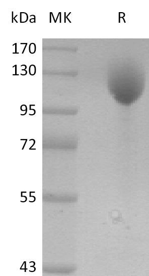 BL-0194NP: Greater than 95% as determined by reducing SDS-PAGE. (QC verified)