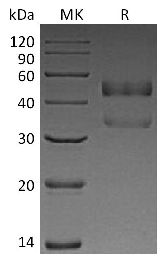 BL-1994NP: Greater than 95% as determined by reducing SDS-PAGE. (QC verified)