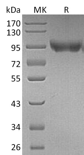 BL-1167NP: Greater than 95% as determined by reducing SDS-PAGE. (QC verified)