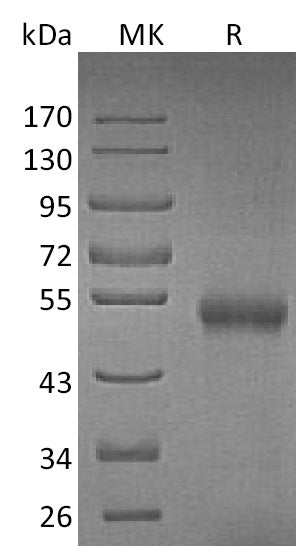 BL-1993NP: Greater than 95% as determined by reducing SDS-PAGE. (QC verified)