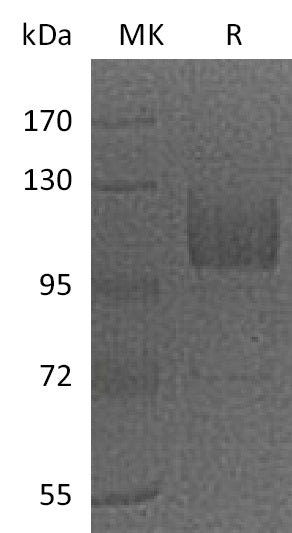 BL-0187NP: Greater than 95% as determined by reducing SDS-PAGE. (QC verified)