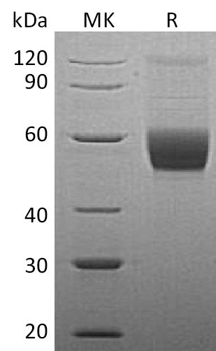 BL-2088NP: Greater than 95% as determined by reducing SDS-PAGE. (QC verified)