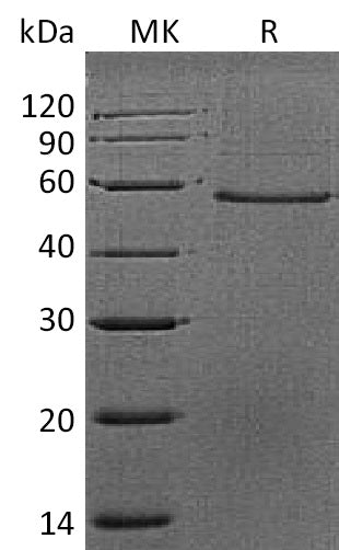 BL-0234NP: Greater than 90% as determined by reducing SDS-PAGE. (QC verified)