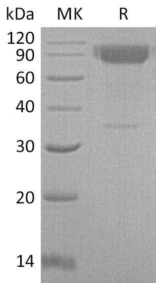 BL-0189NP: Greater than 95% as determined by reducing SDS-PAGE. (QC verified)