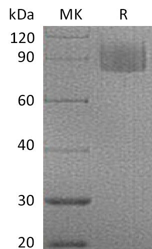 BL-1176NP: Greater than 95% as determined by reducing SDS-PAGE. (QC verified)