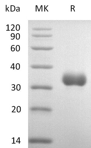 BL-1174NP: Greater than 95% as determined by reducing SDS-PAGE. (QC verified)