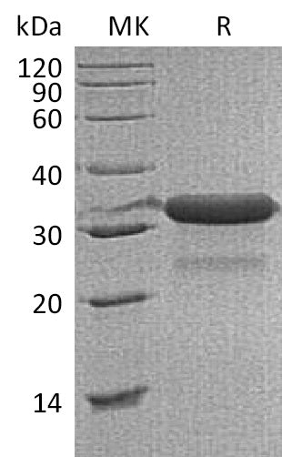 BL-1175NP: Greater than 95% as determined by reducing SDS-PAGE. (QC verified)