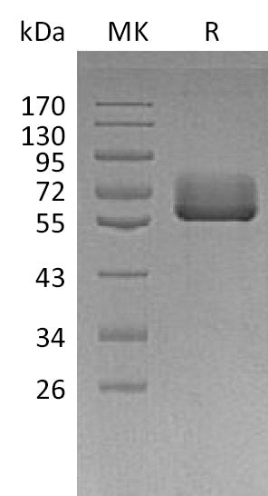 BL-0191NP: Greater than 95% as determined by reducing SDS-PAGE. (QC verified)