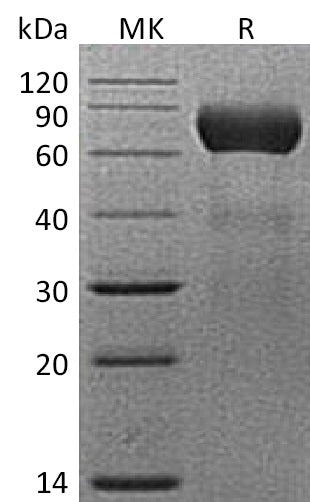 BL-1650NP: Greater than 95% as determined by reducing SDS-PAGE. (QC verified)