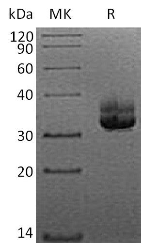 BL-2175NP: Greater than 95% as determined by reducing SDS-PAGE. (QC verified)